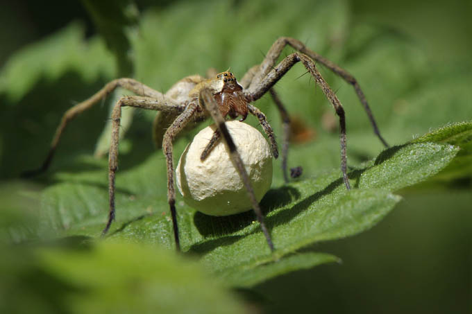 kraamwebspin met eizak (pisaura mirabilis)
