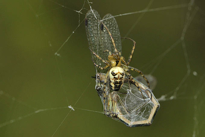 kruisspin bijt draden door 1-2011 1095