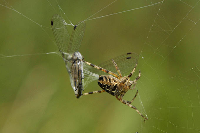 kruisspin spint juffer in 11-2011 1061