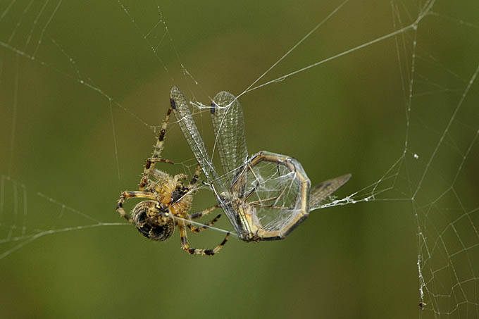 kruisspin spint juffer in 11-2011 1063