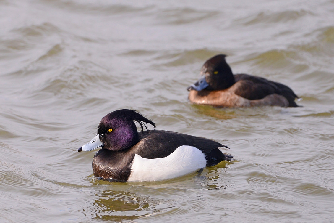 kuifeend (Athya fuligula) 3-2018 2713