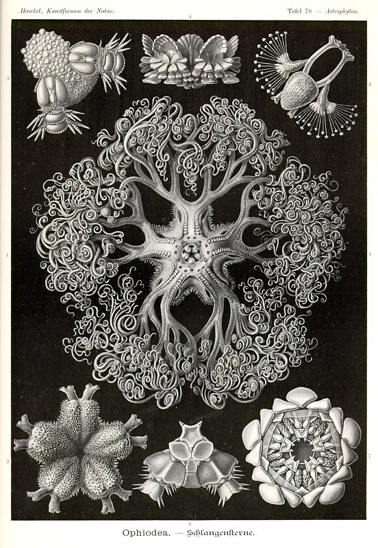 kunstformen derr natur tafel 70