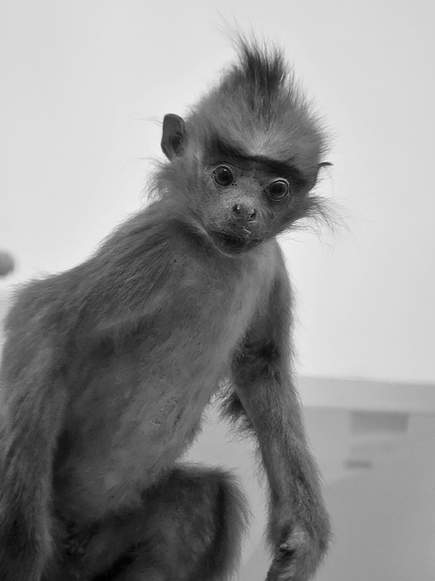 la specola 8-2017 0756