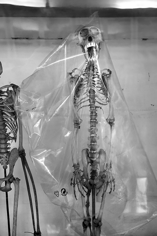 la specola 8-2017 1389