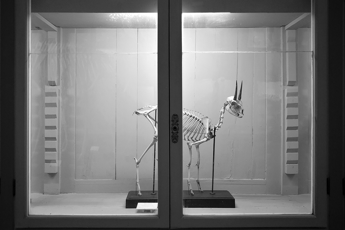 la specola 8-2017 1417