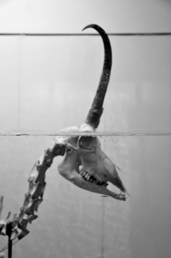 la specola 8-2017 1425