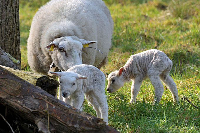 lammetje 3-2012 5491