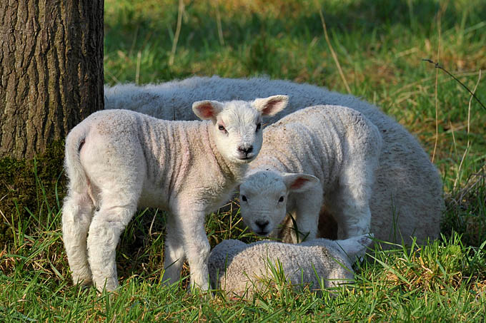 lammetje 3-2012 5500-