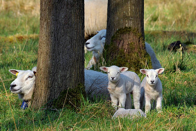 lammetje 3-2012 5510