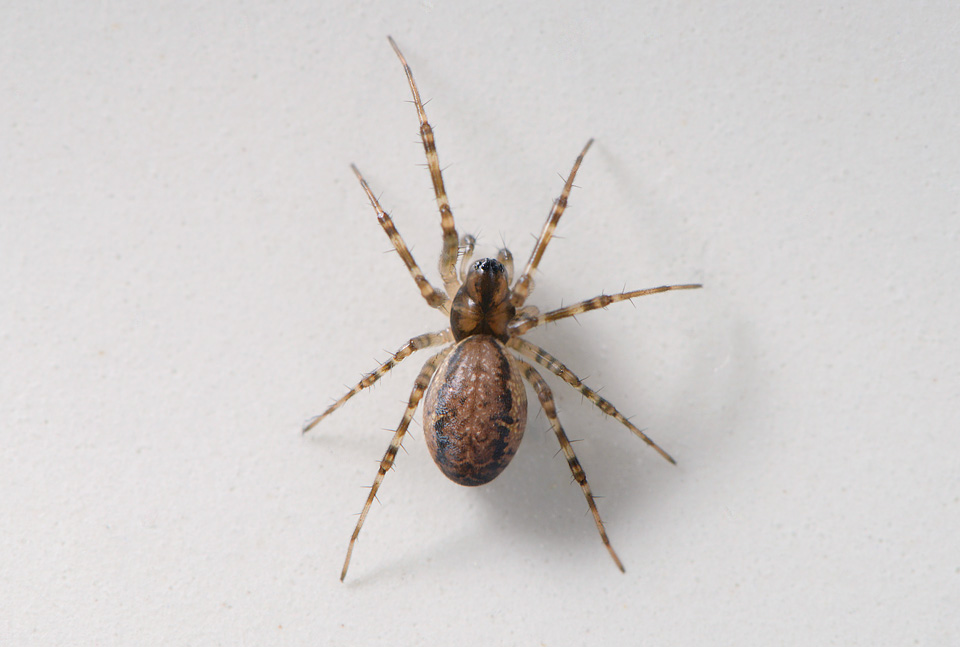 lentehangmatspin (neriene montana) 10-2014 0945