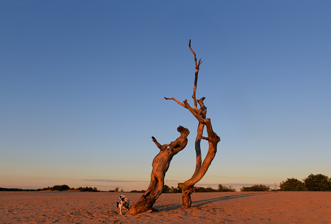 loonse en drunense duinen 10-2016 2363