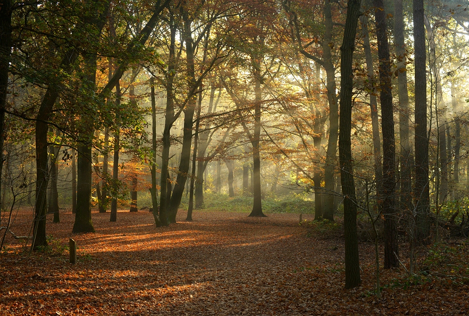 loonse en drunense duinen 11-2015 4237