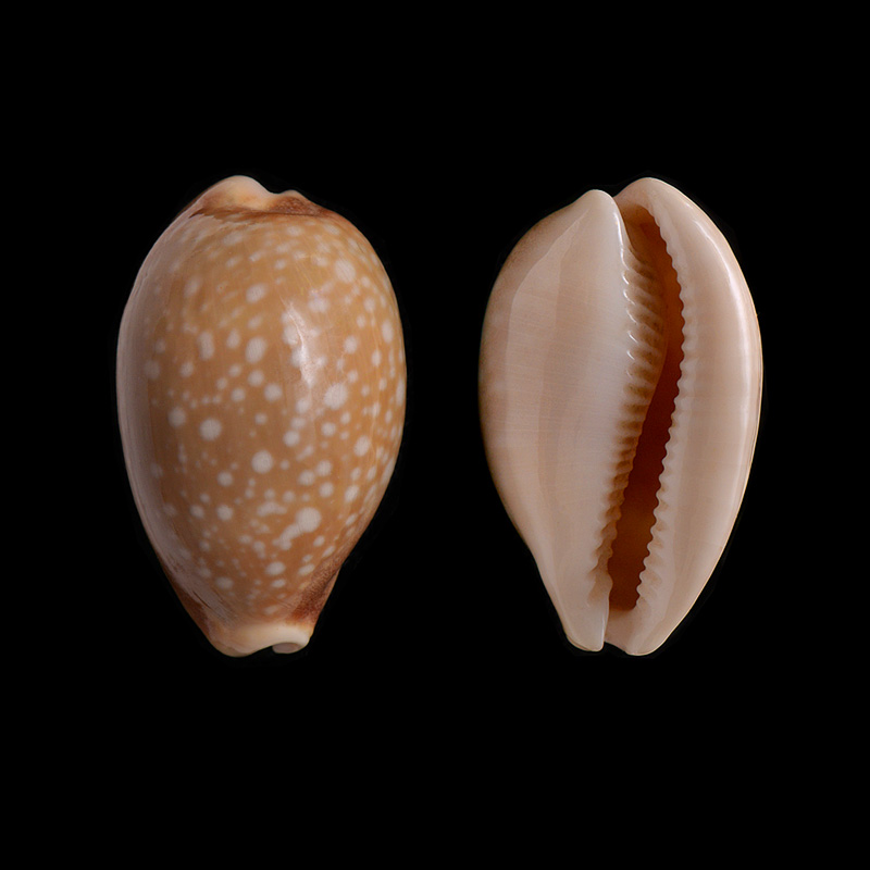 lyncina camelopardalis 10-2014 1153