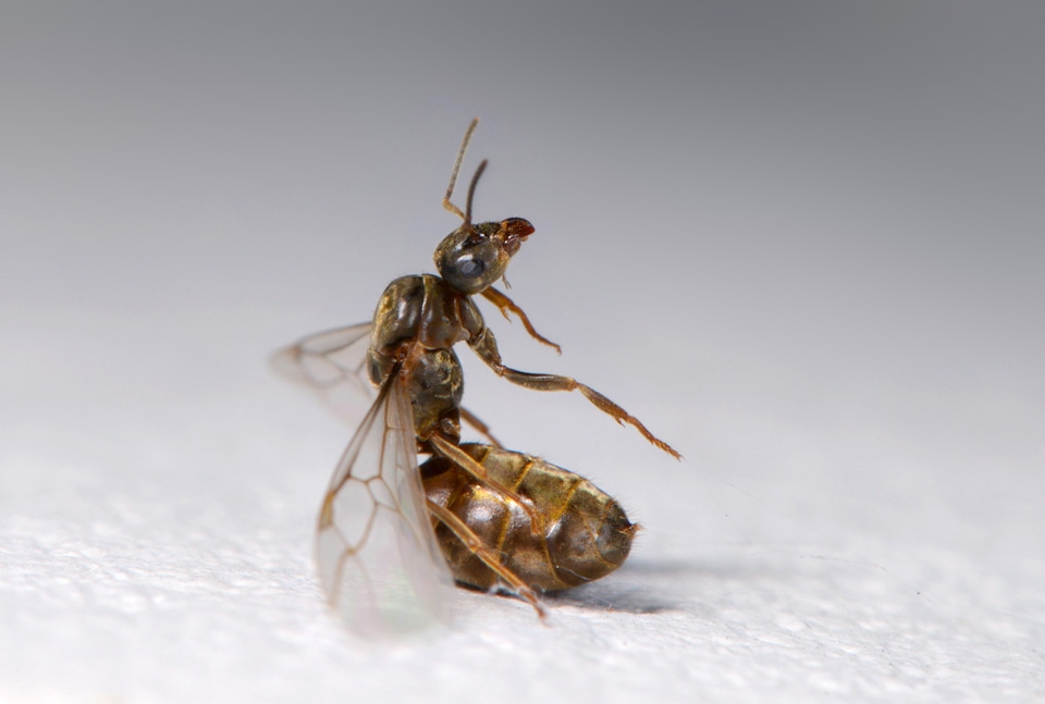 maagdelijke koninginnemier 7-2015 3024