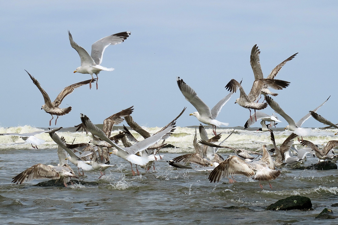 meeuwen aan zee 6-2017 0327