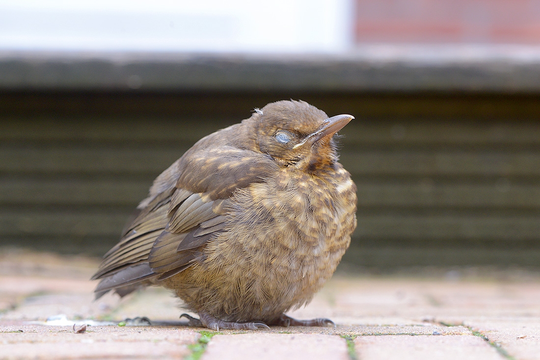 merel (Turdus merula) 7-2017 2307