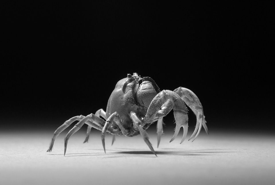 mictyris sp 5-2015 2287