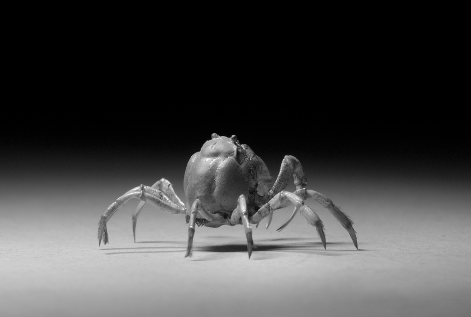 mictyris sp 5-2015 2291-