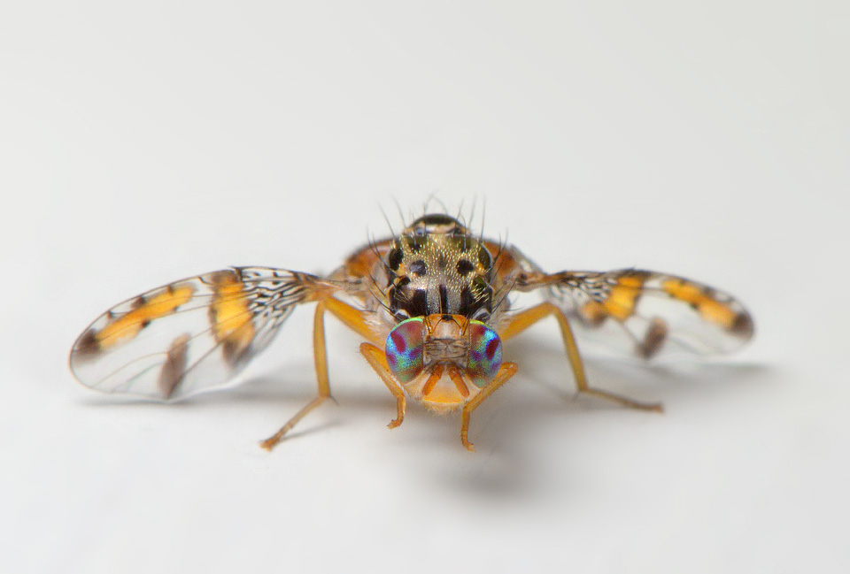 middellandse zeevlieg (Ceratitis capitata) 5-2014 9822