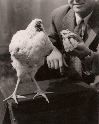 mike the headless chicken