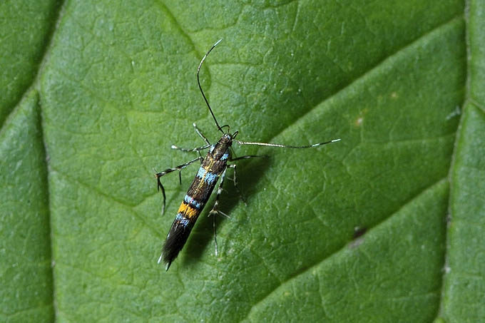 minivlinder (microlepidoptera) 06-2011 8680