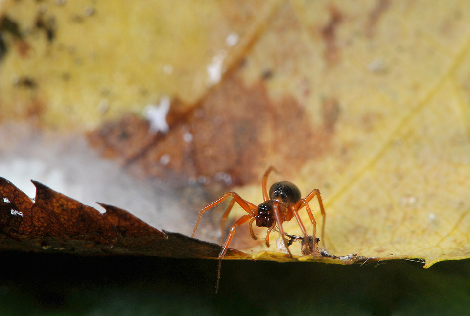 moerasknobbelkopje (hypomma bituberculatum) 7-2012 9524