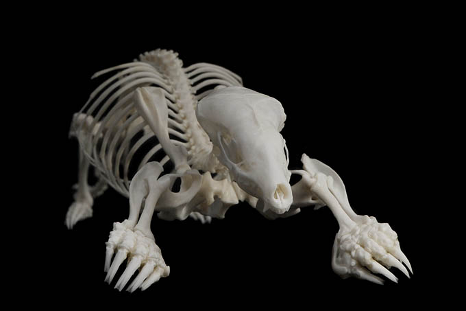 mol (talpa europaea) 1-2012 3996