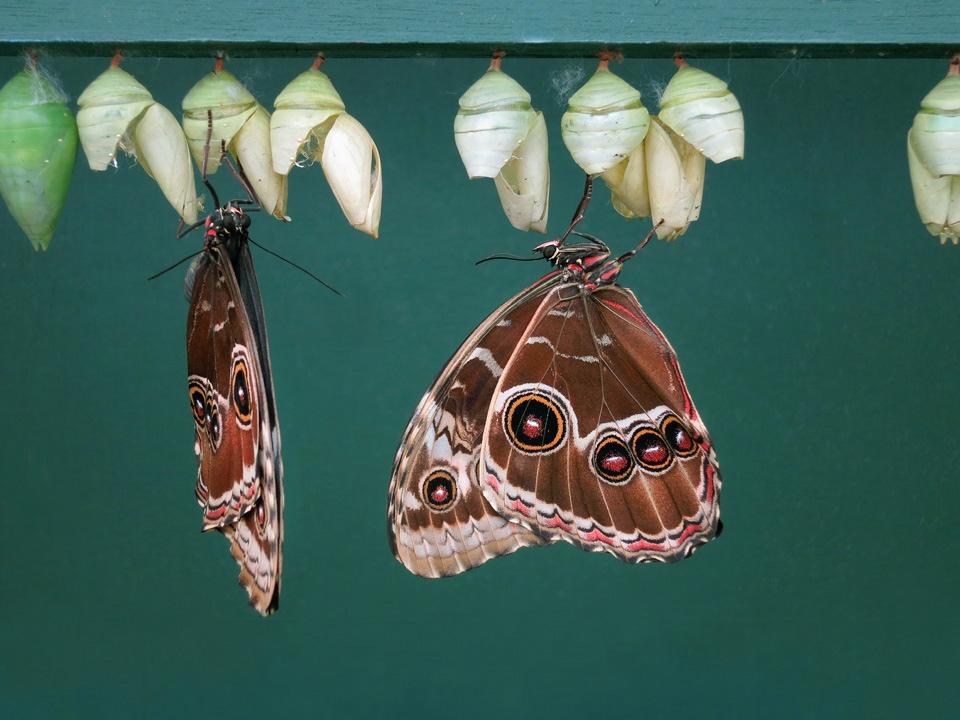 morpho peleides 5-2015 6027-