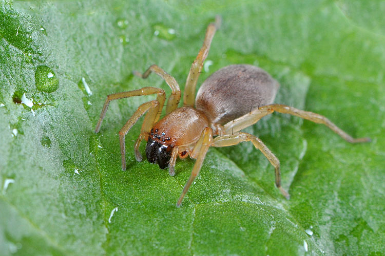 muisspin (drassodes cupreus) 5-2012 8778