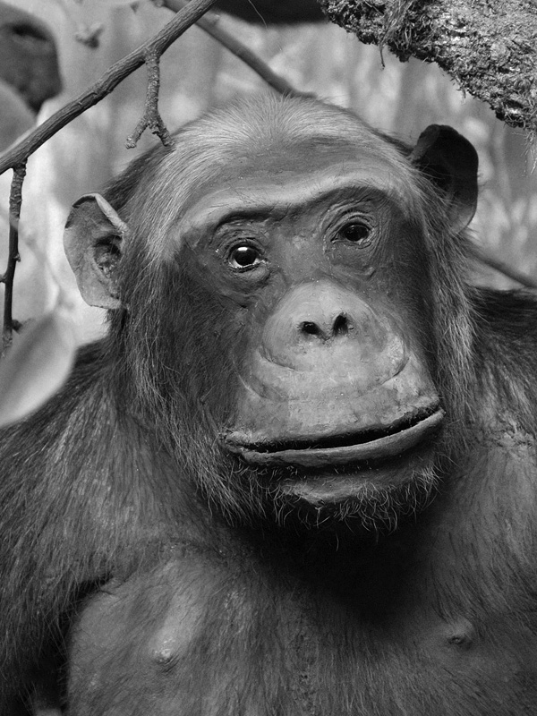 nat hist museum oslo 8-2015 8422