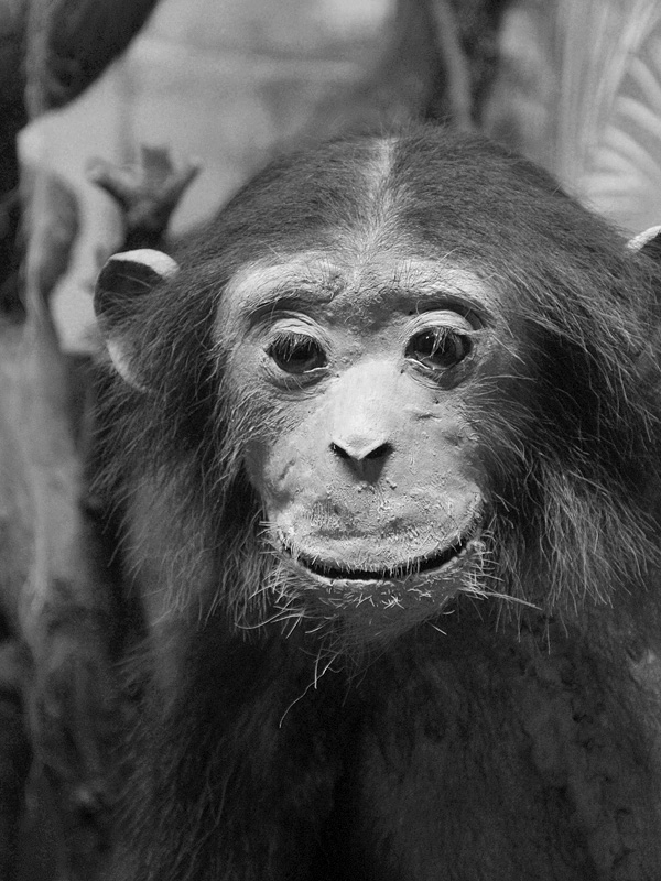 nat hist museum oslo 8-2015 8423