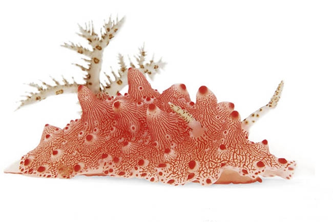 nudibranchia halgerda batangas foto; D Doubilet