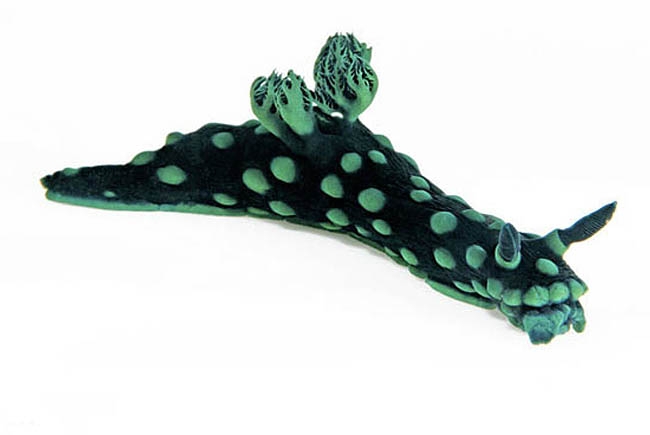 nudibranchia nembrotha cristata foto; D Doubilet