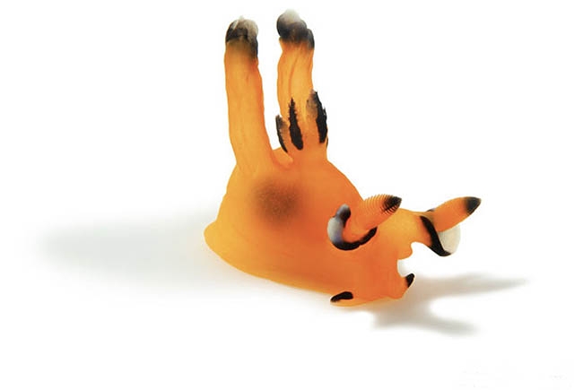 nudibranchia thecacera pacifica foto; D Doubilet