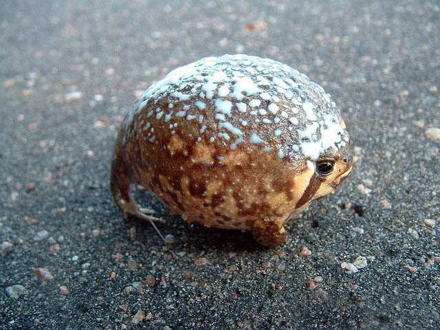 oliebolkikker met poedersuiker