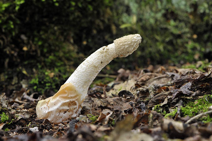 onbeleefde lul (phallus impudicus)