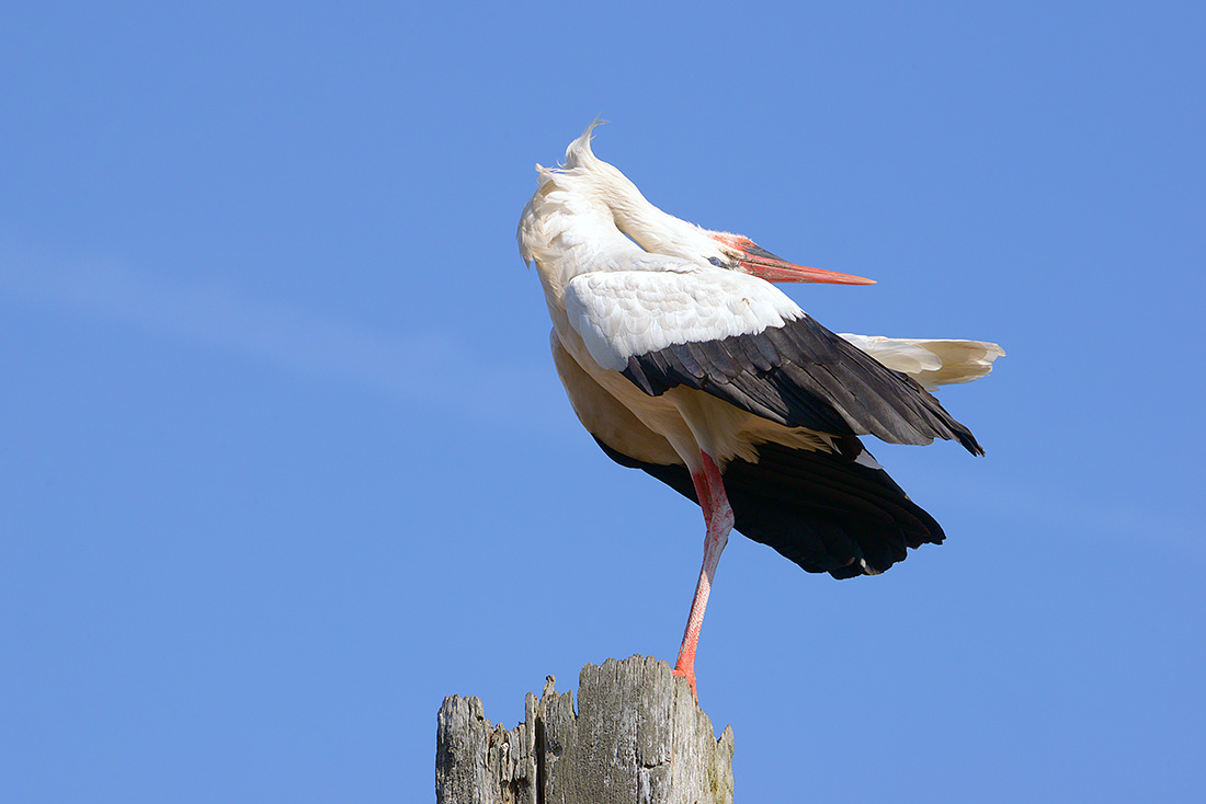 ooievaar  (Ciconia ciconia) 7-2017 2385