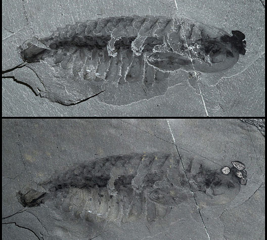 opabinia fossil