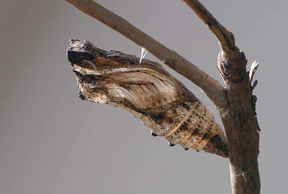 open pop koninginnepage (Papilio machaon) 6-2014 0047