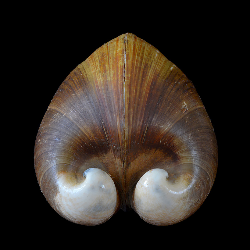 ossenhartschelp (Glossus humanus) 5-2016 9457