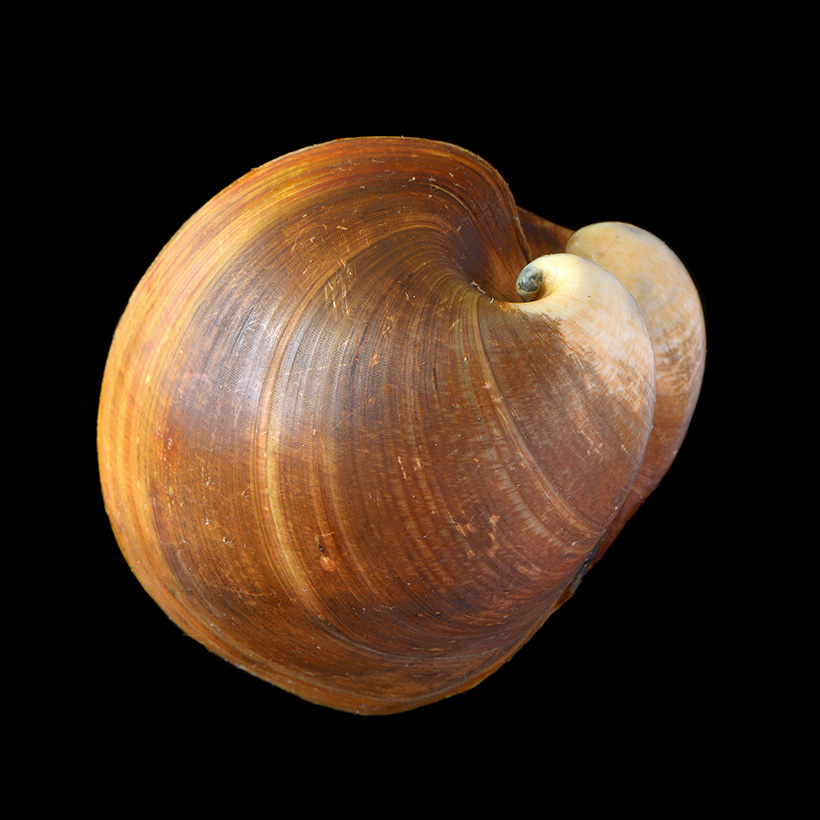 ossenhartschelp (Glossus humanus) 5-2016 9464