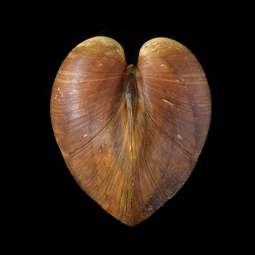 ossenhartschelp (Glossus humanus) 5-2016 9466