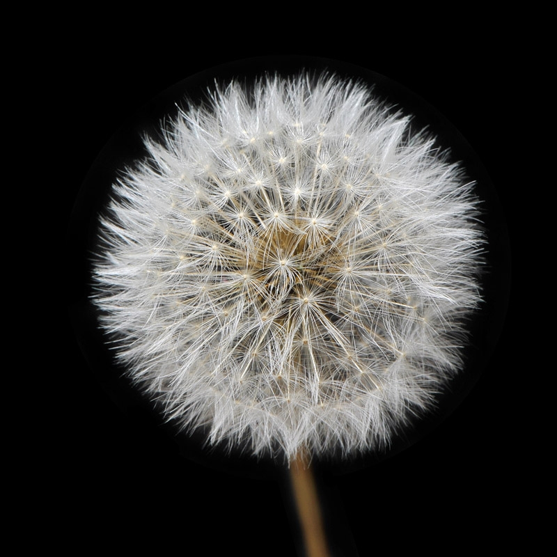 paardebloem (Taraxacum officinale)  6-2013 6502