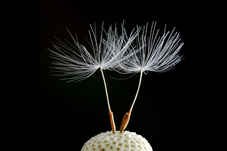 ballerina 6-2012 8667