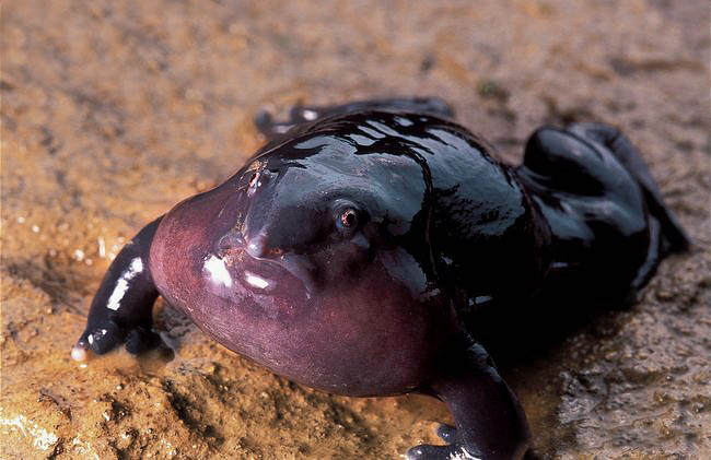 paarse kikker (nasikabatrachus sahyadrensis) foto; su saravanakumar