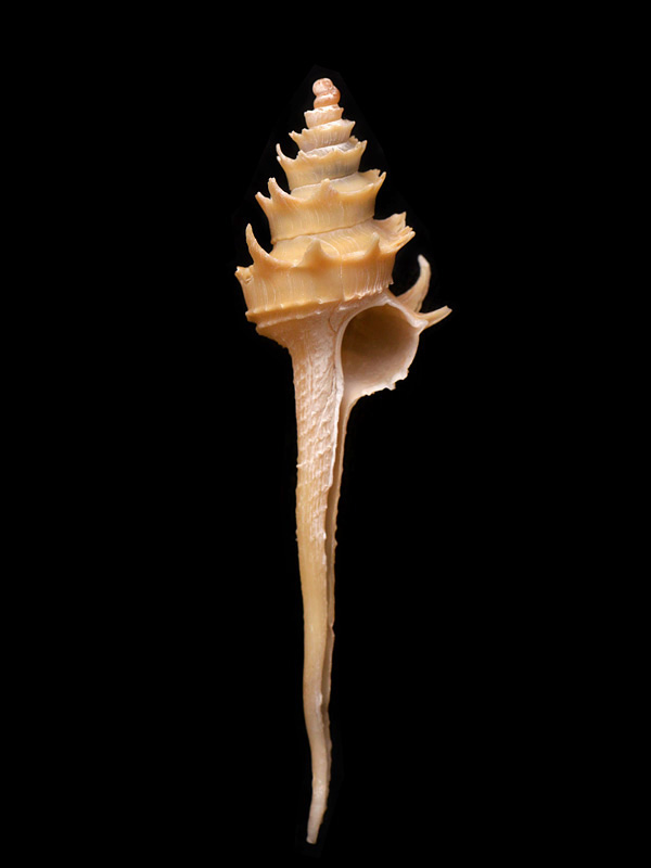 pagodaslak (Columbarium pagoda) 5-2015 2311