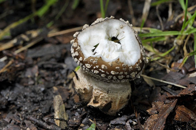 panteramaniet (amanita pantherina) 07-2011 0060