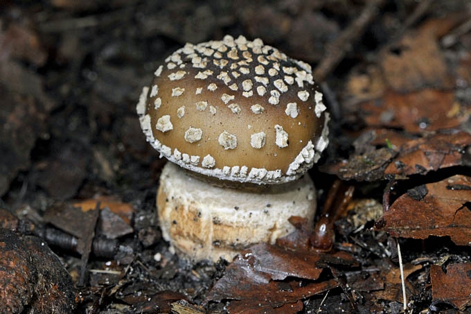 panteramaniet (amanita pantherina) 07-2011 0067
