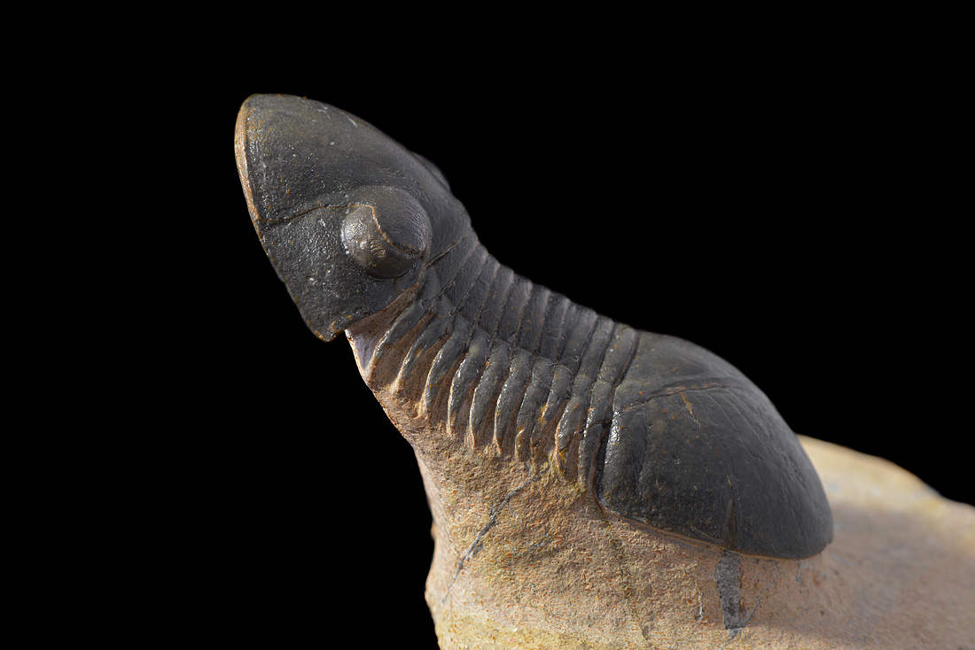 paralejurus sp 4-2016 8619