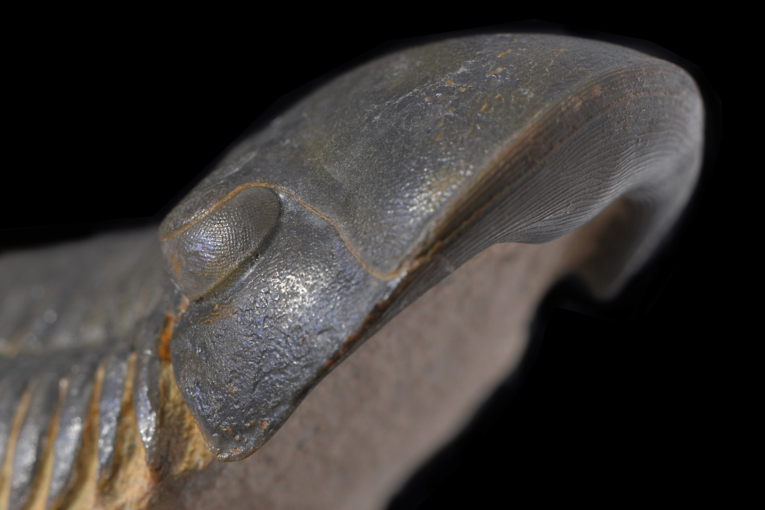 paralejurus sp 4-2016 8620